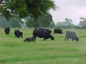 Star Haven Farms