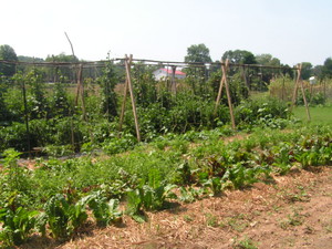 Avianmead Produce