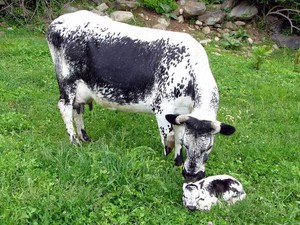 The Randall Cattle Registry, Inc.
