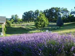 Yule Love It Lavender Farm LLC