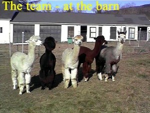 Windmill Hill  Alpaca Farm and Artisanry