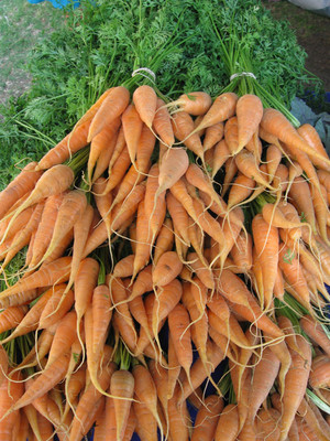 Davis Farms