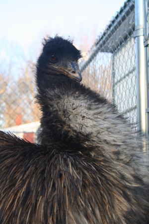 Carlhaven Emu Farm