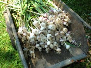 Garlic Deva