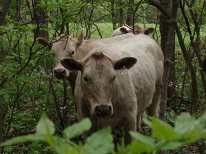 Prairie Hill Farms
