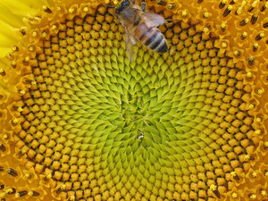 Cornerstone Permaculture