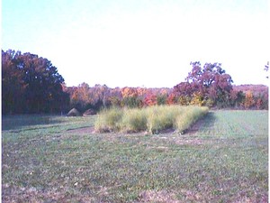 KD Farm