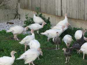 Olding Turkey Farm