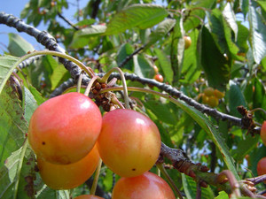 Rocky Top Farms