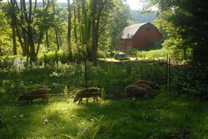 Maiden Flower Farm