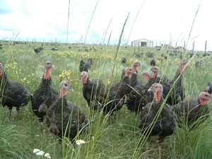 Shady Springs Ranch