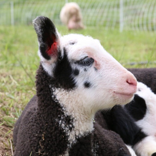 Grassroots Farm & Dairy