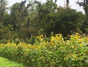 Blue Ridge Mts. Local Landrace Cooperative