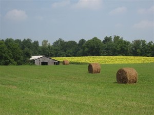 Slow Food Bluegrass