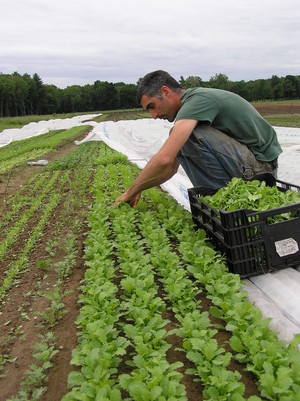 Old Friends Farm
