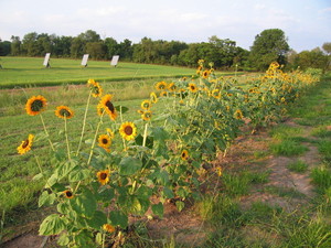 Sun Meadow Farm