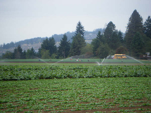 Siri and Son Farms