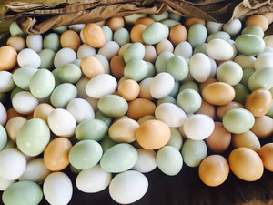 NOMAD Farms, LLC