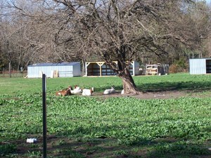 Thorn Acres