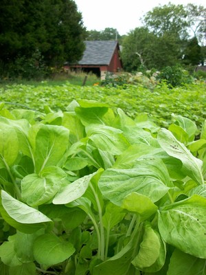 Kettle Pond Farm