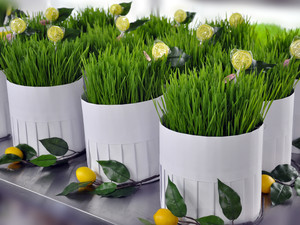 The Wheatgrass Grower