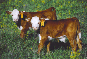 Farm Sweet Farm LLC