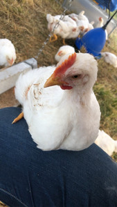 WindRose Farm