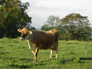Over The Grass Farm