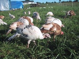 Pure Quackery Farm & Hatchery