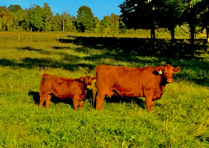 Grasen Run Farm