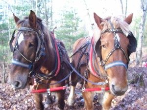 Wildroot Farm