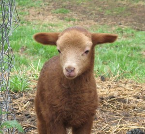 Sandstone Ridge Farm