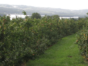 K. Schlegel Fruit Farm