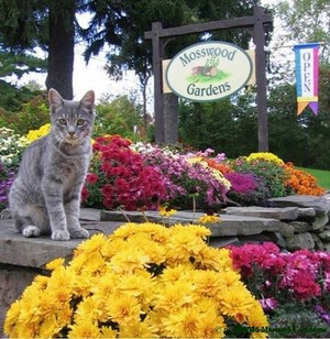 Mosswood Gardens