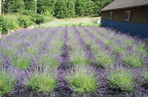 Leelanau Lavender Breezes