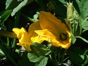 Cultivating Impact