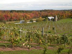Calkins Creek Vineyard