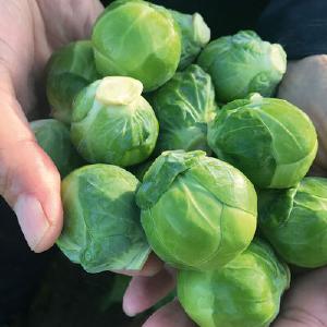 Harvest Tide Organics
