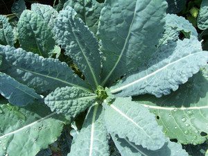 Fiddlehead Farm