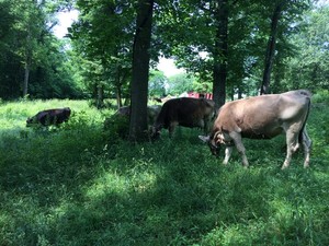 Crowfoot Farm