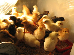 FrogHoller Farm