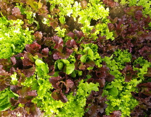 Sunfields Organics
