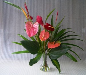 Mt View Anthuriums Hawaii
