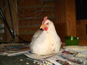 S & E Poultry