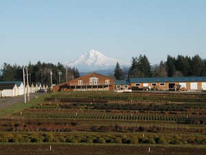 Oregon Lavender Farm