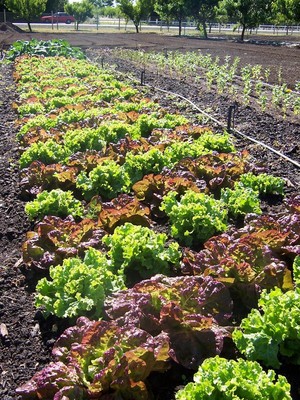 Hardin Gardens