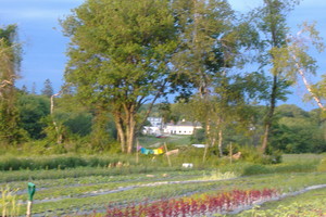 Four Friends Farm CSA