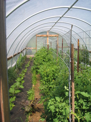 Little Bear Gardens