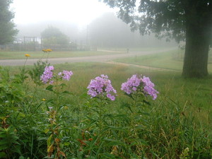 Dutch Hollow Farm