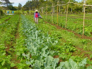 Ginger Ridge Farms